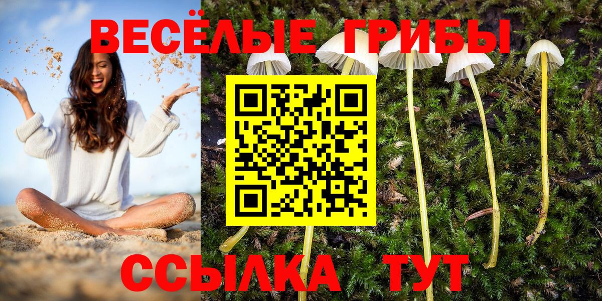 Галлюциногенные грибы MAGIC MUSHROOMS  Вход с VPN  где найти наркотики  Выборг 