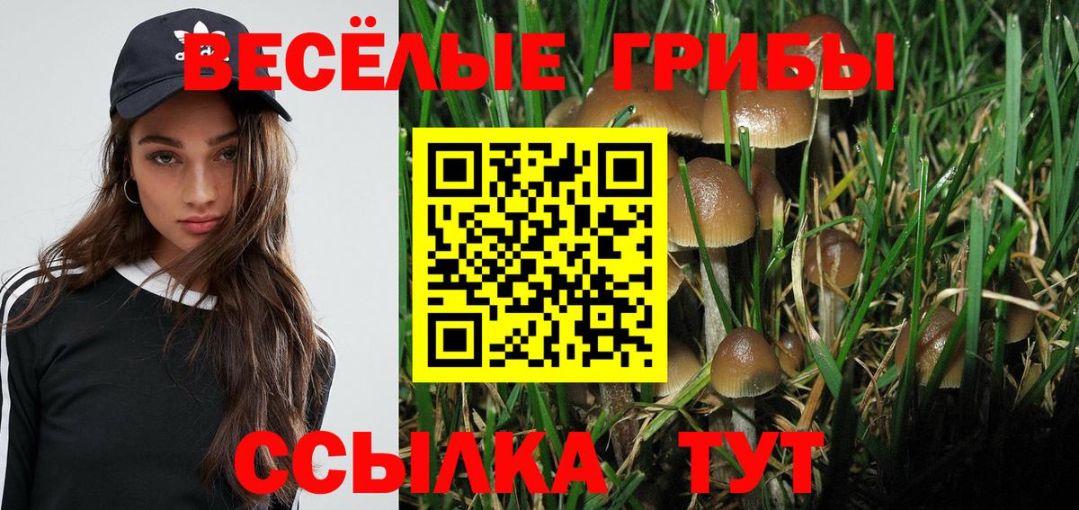 Псилоцибиновые грибы Psilocybine cubensis Выборг
